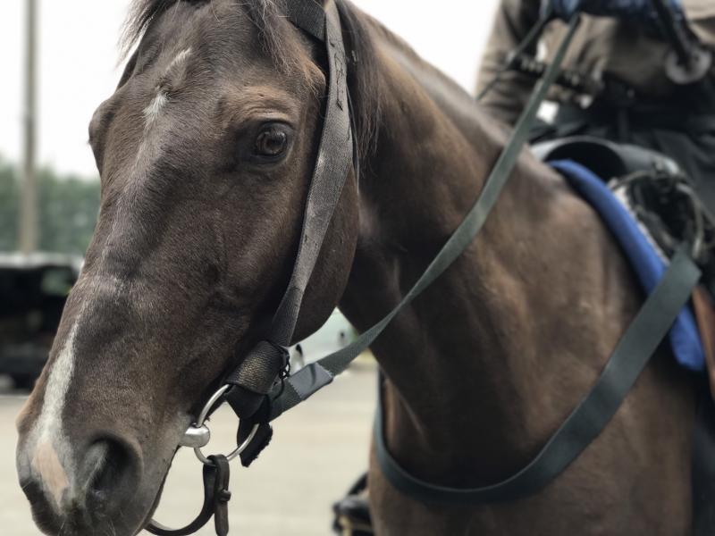 撮影馬を扱う！　ホースチームメンバー 募集　経験不問です。 サブ画像