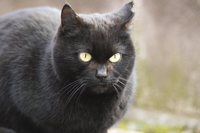 再掲載！東京工学院専門学校卒業制作「黒猫と魂についての童話」キャスト募集！ 10月1日締切 サブ画像