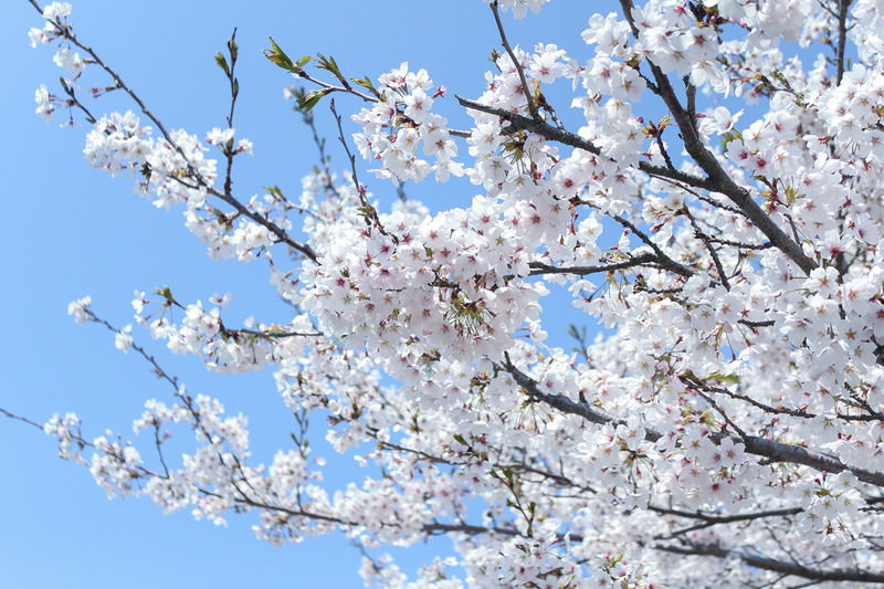 「佐々木、イン、マイマイン 」エキストラ担当