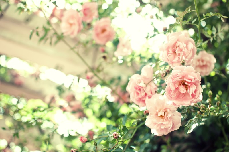 FLOWER COLOR