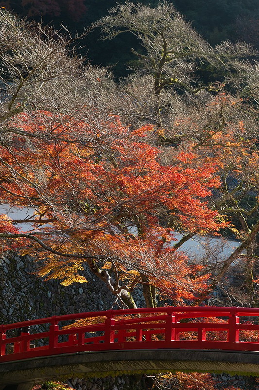 高元悠