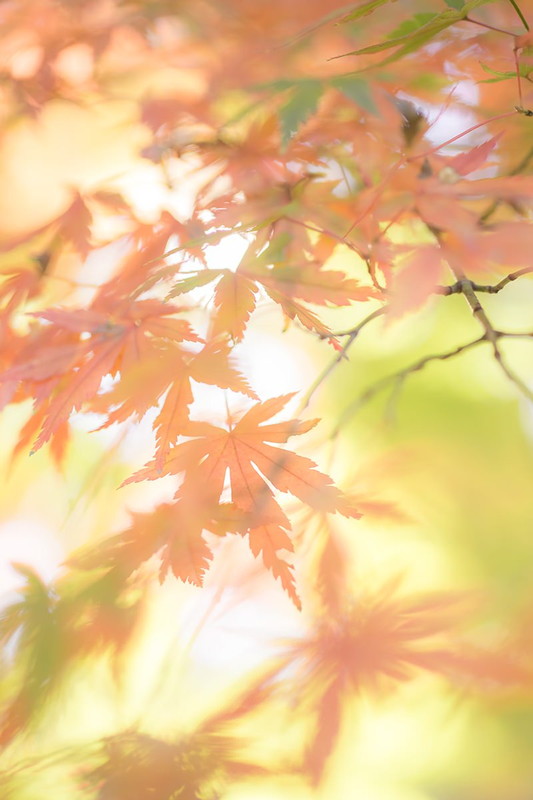 Shogo