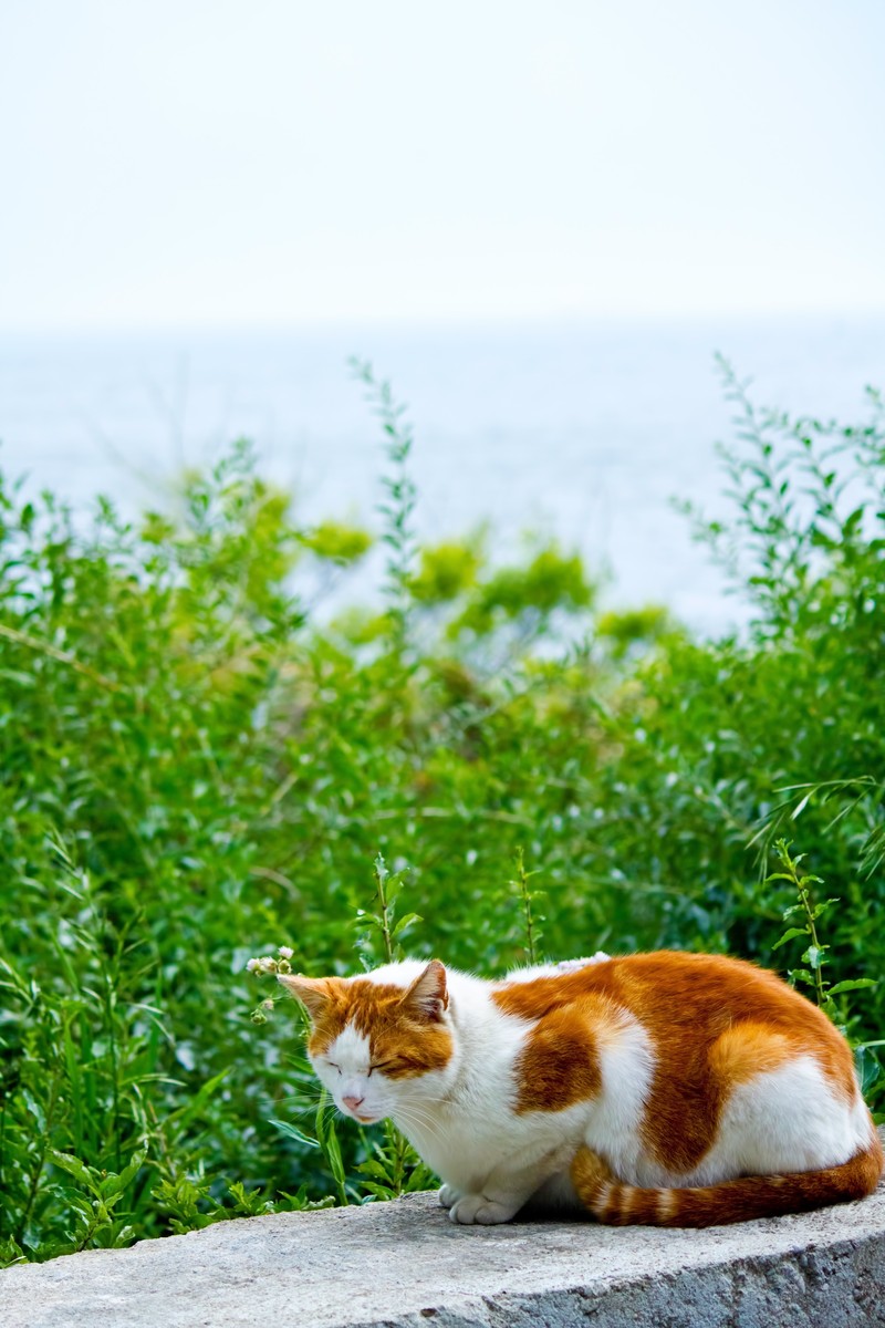 ねもつ