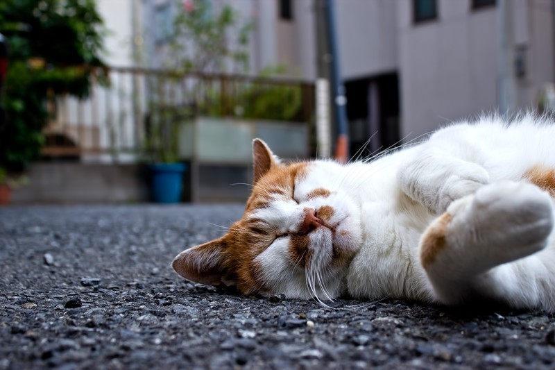 のんた