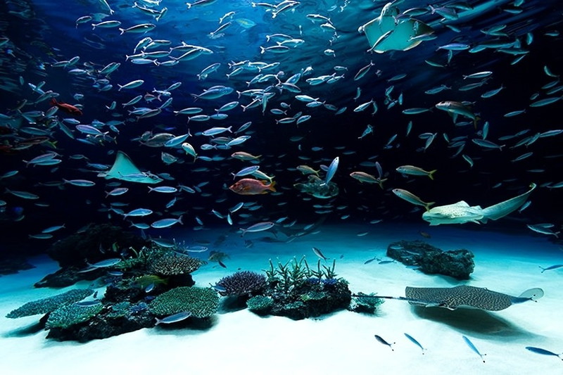 爆裂☆みはら帝国（セイシュン系）