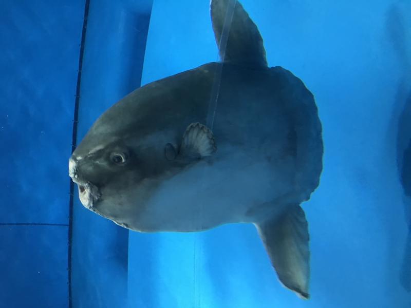 さがわなお