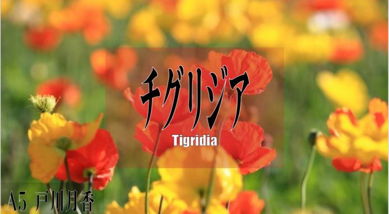 戸川組