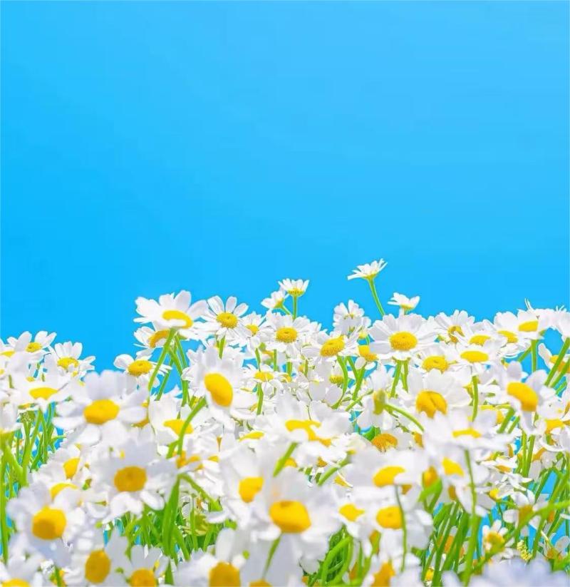 カクシラン